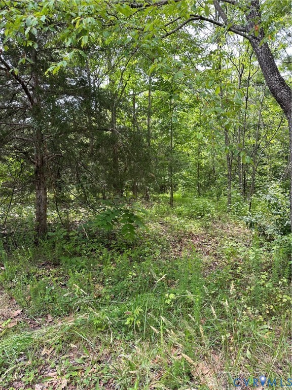 0 Jonesboro Church Road Blackstone, VA 23824 - Photo 5 of 13 a view of a lush green forest