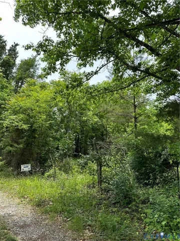a view of a lush green forest