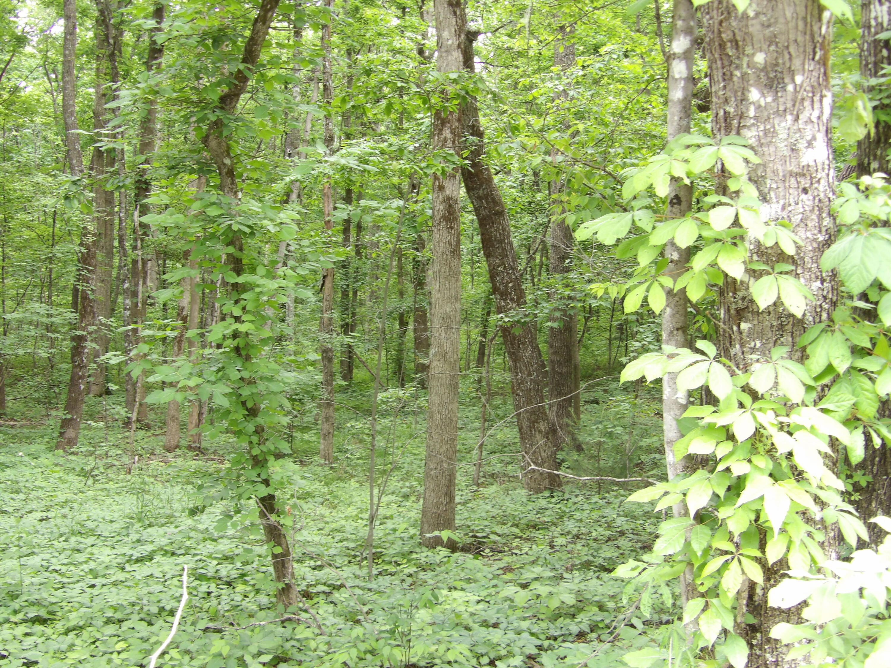 0 Ridge Road West Crossville, TN 38572 - Photo 5 of 10 100_2496
