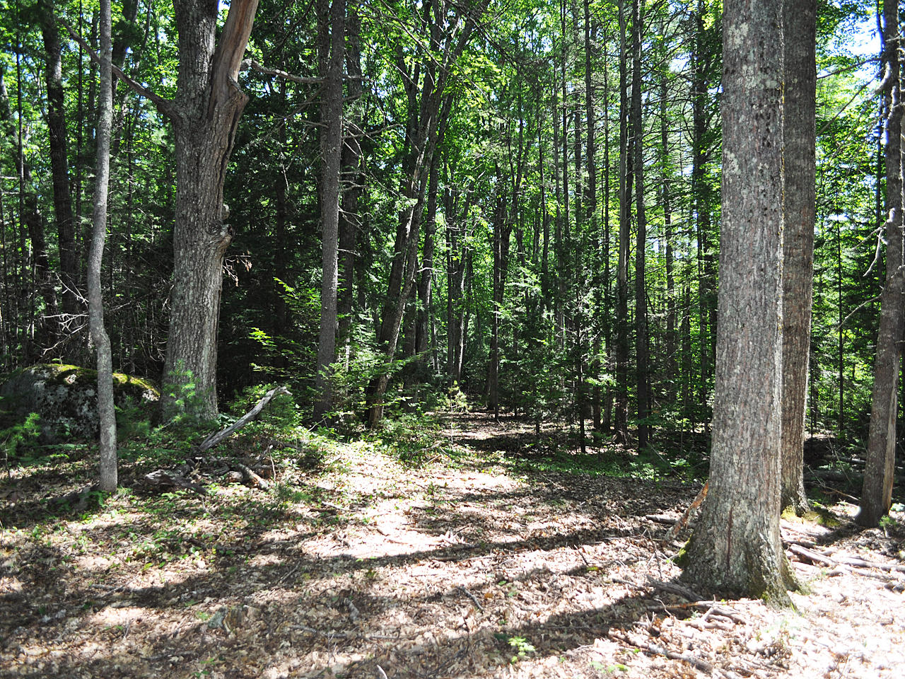 Lot 6 Hunter's Landing Road Walpole, ME 04573 - Photo 2 of 12 1-Trees-2-1280
