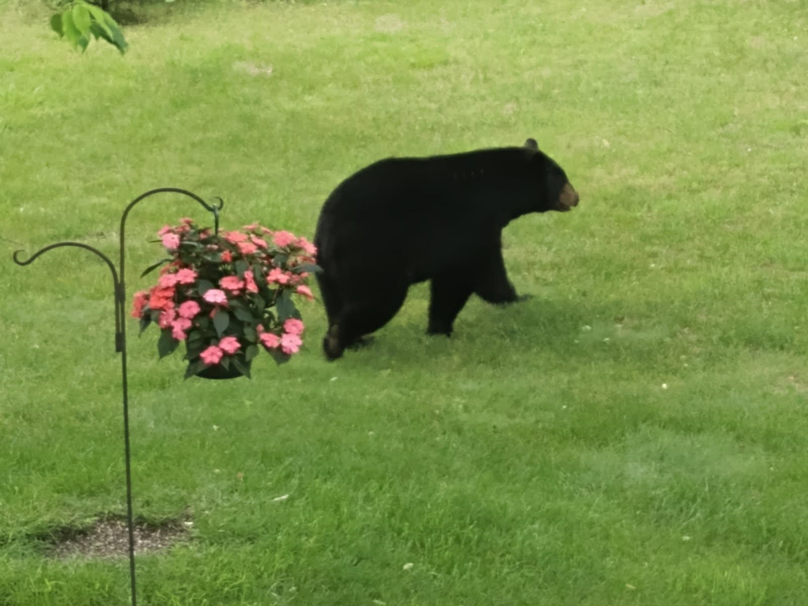 10808 Coster Road Southwest Fife Lake, MI 49633 - Photo 19 of 20 1932761-1D1FA571-2C43-48D2-85C2-1CD2B0F4AAD4.JPG