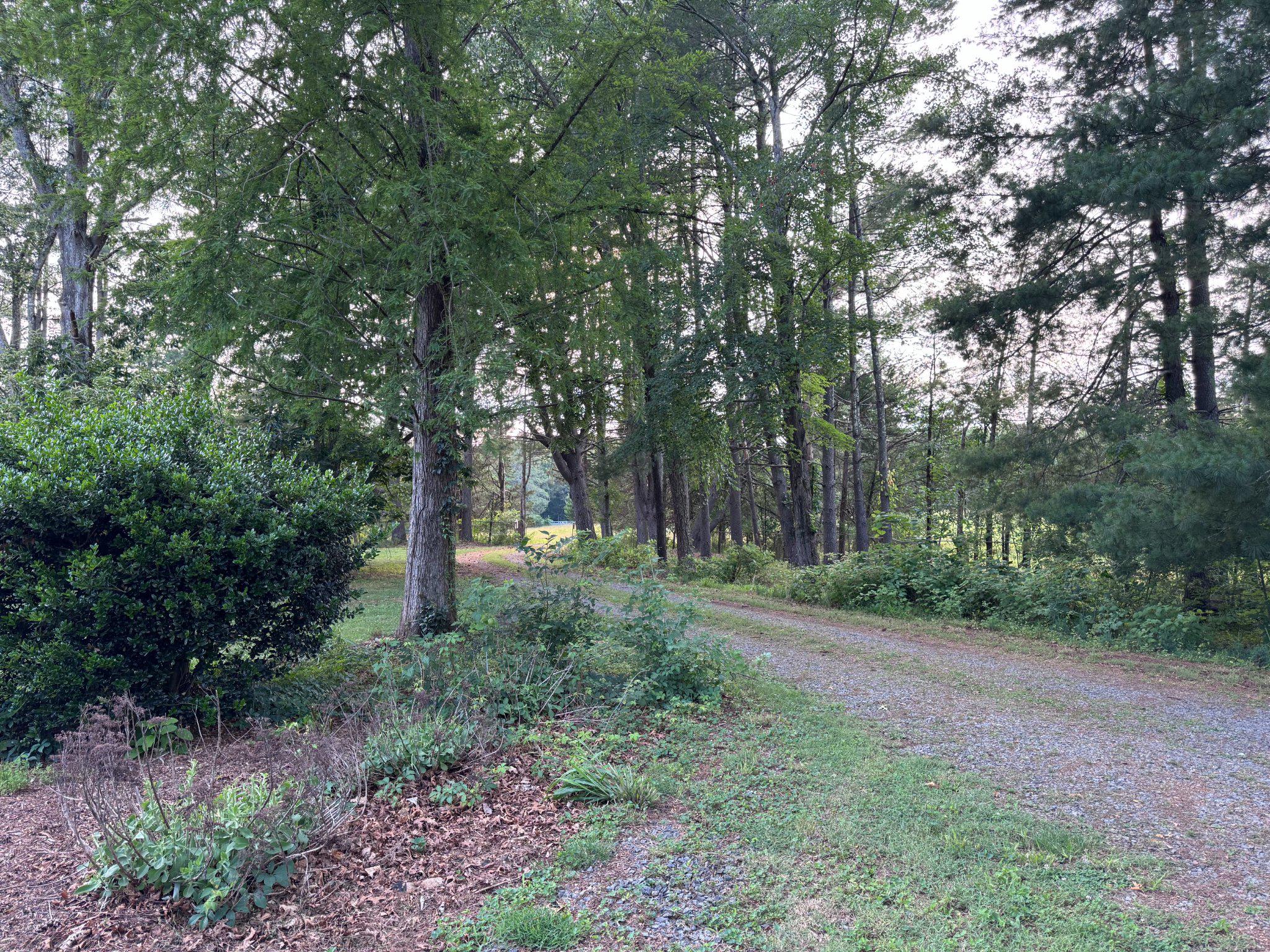 31934 Indiantown Road Locust Grove, VA 22508 - Photo 6 of 6 a view of a forest with trees in the background