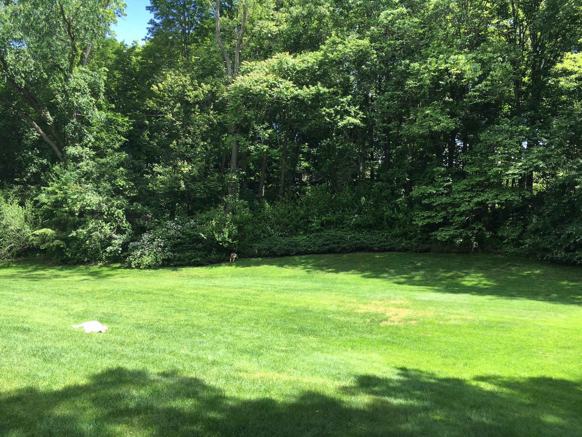 390 Middlesex Road Darien, CT 06820 - Photo 24 of 24 a view of a green yard