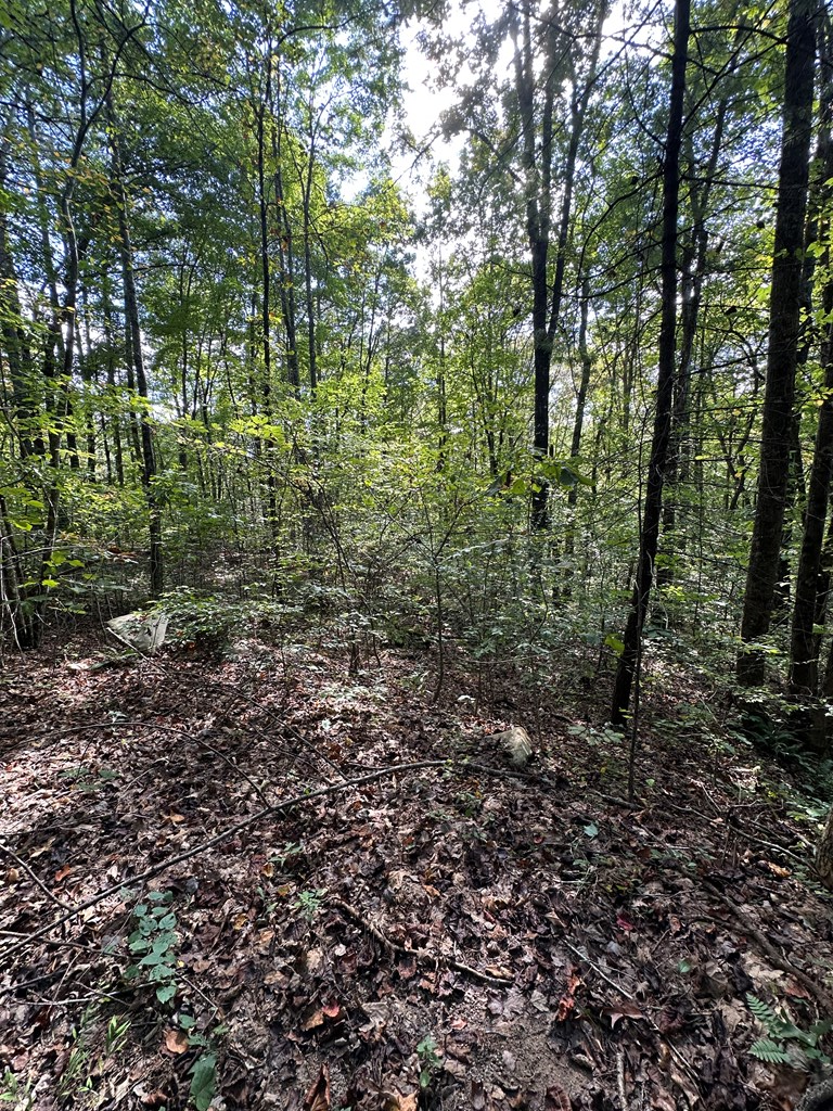 1 Burning Ember Murphy Nc 28906 Murphy, NC 28906 - Photo 11 of 17