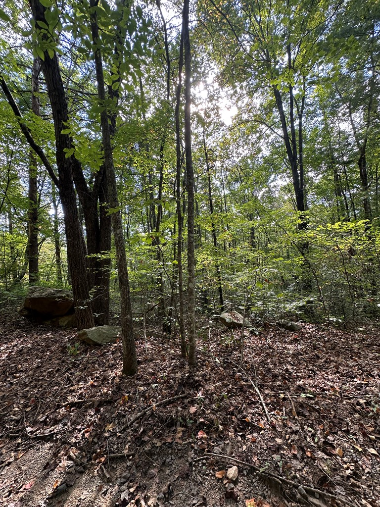 1 Burning Ember Murphy Nc 28906 Murphy, NC 28906 - Photo 5 of 17