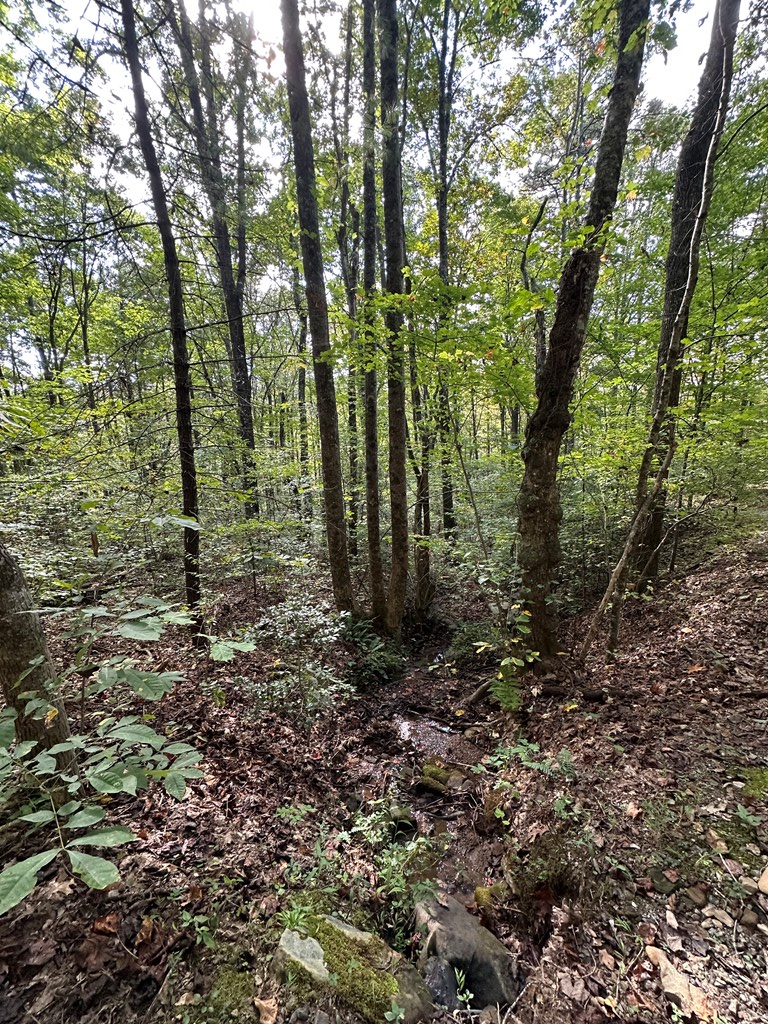 1 Burning Ember Murphy Nc 28906 Murphy, NC 28906 - Photo 6 of 17