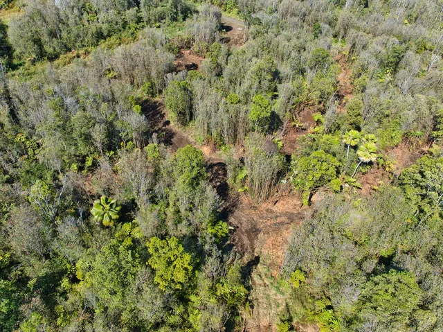 a view of a forest with a tree
