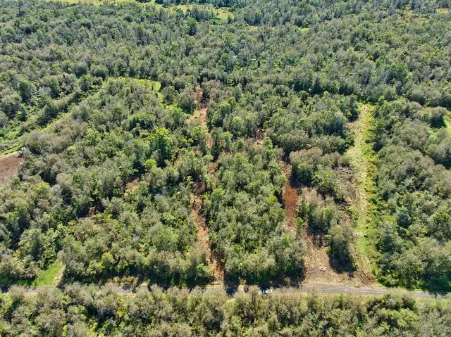 a view of a forest with a street