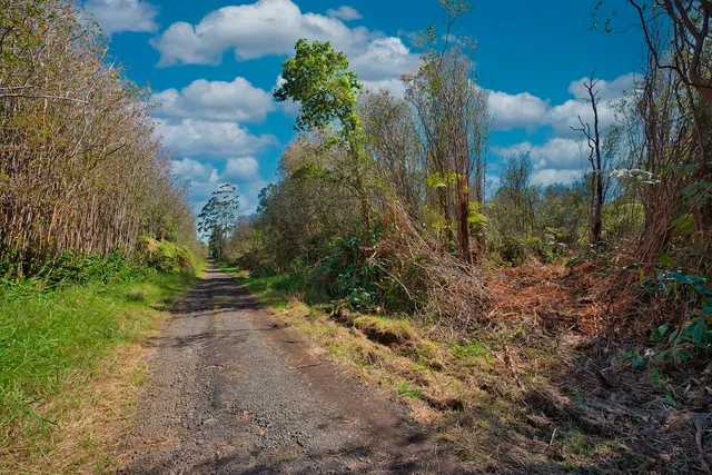 a view of a yard with plants