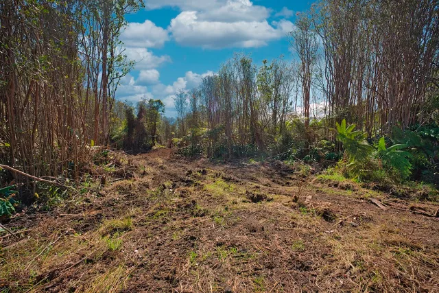a view of a yard with plants and trees