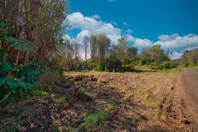 a view of a yard with plants and large trees
