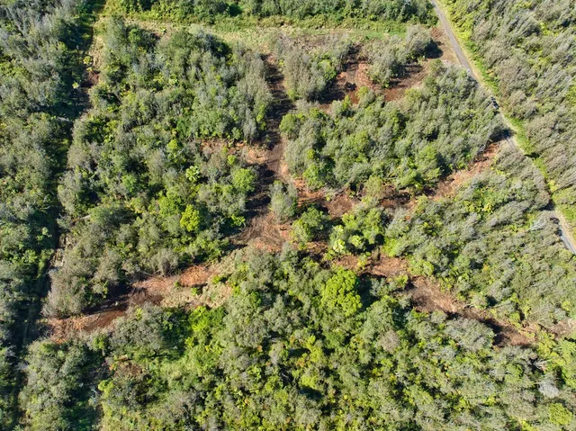 a view of a lush green forest with a lush green forest