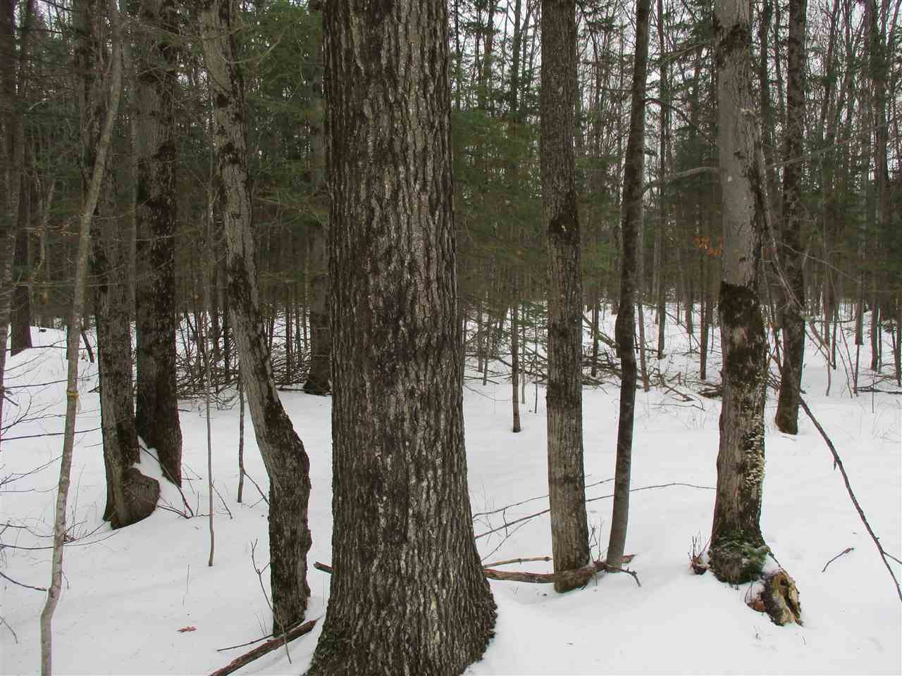 1 Rustic Road 1 Rib Lake, WI 54470 - Photo 1 of 1