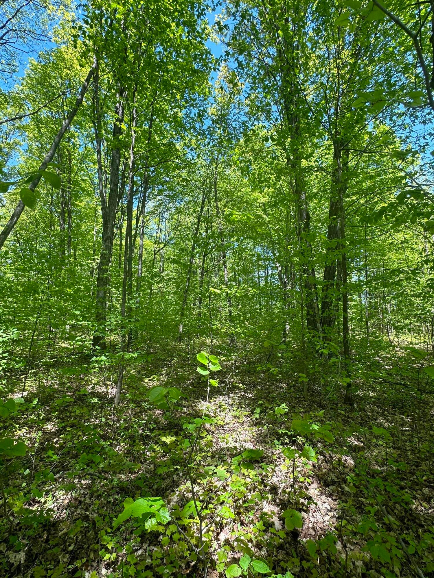 6424 North Sherman Road Frederic, MI 49733 - Photo 2 of 20 Gallery Image 2