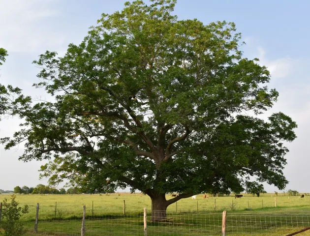 $999,999 | 443 County Road 280, Shiner, TX 77984