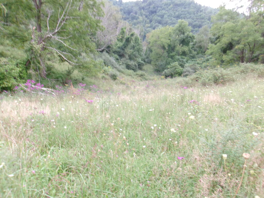 Tbd Little Acres Road North Tazewell, VA 24630 - Photo 10 of 15 Gallery Image 10