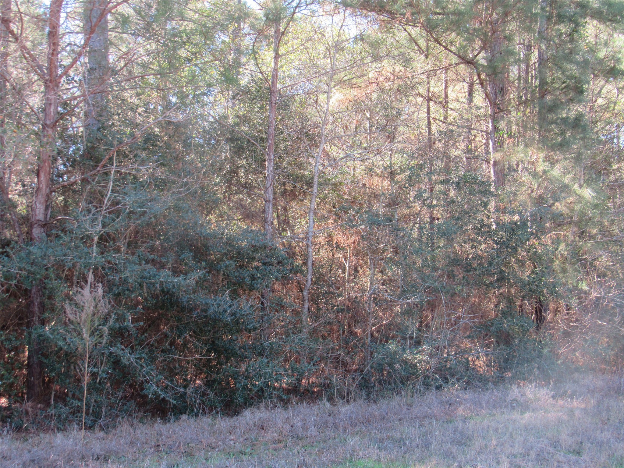 Tbd Winchester Road Huntsville, TX 77340 - Photo 4 of 6 a close up of a tree