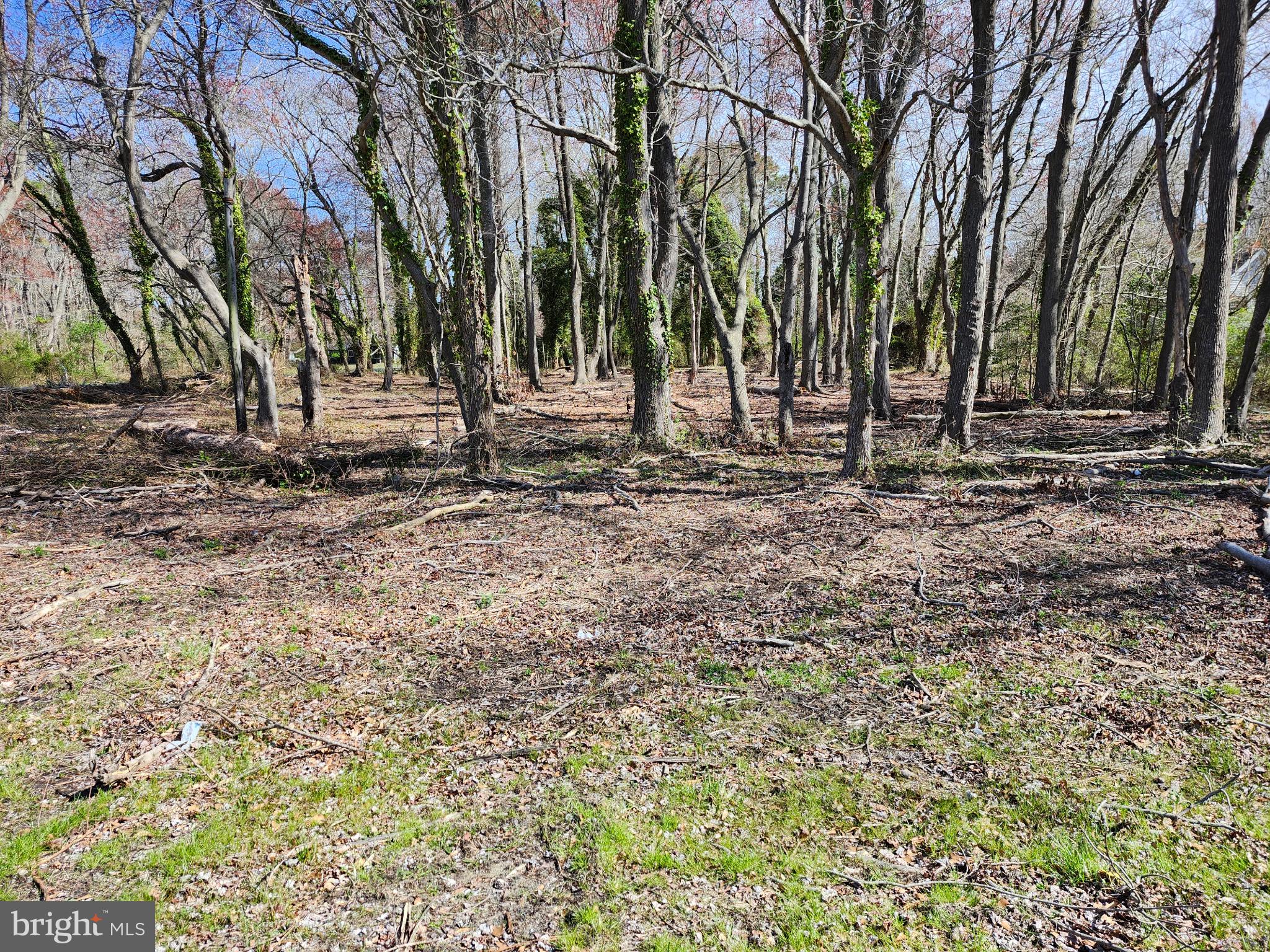 a view of outdoor space with trees