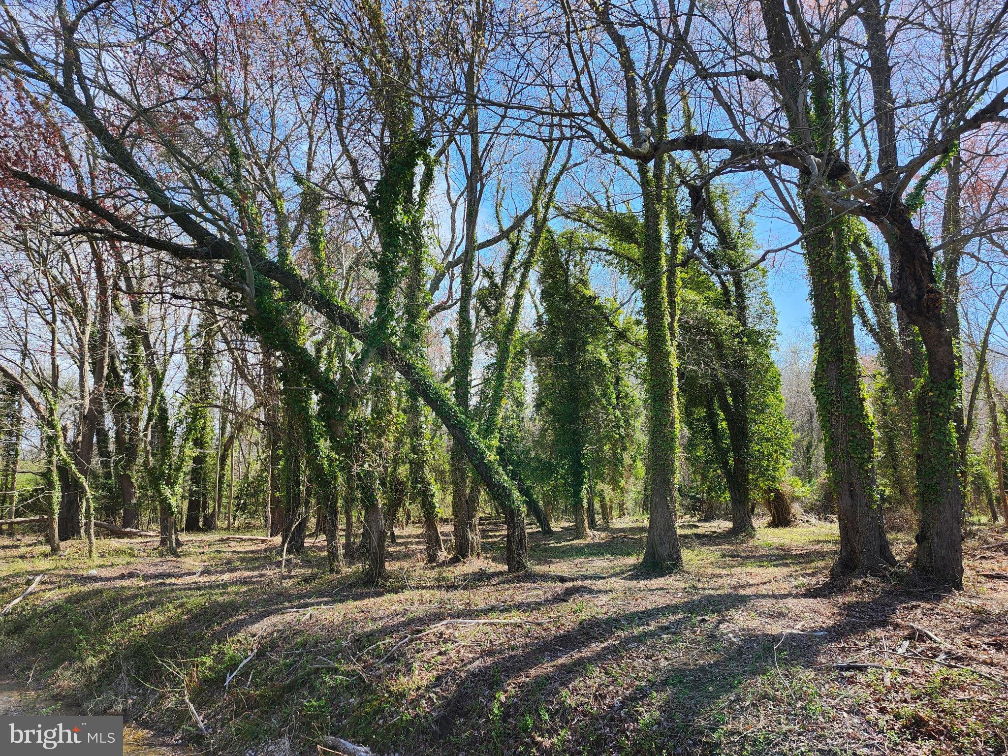 0 Bank Road Nanticoke, MD 21840 - Photo 5 of 5 a view of a forest with trees