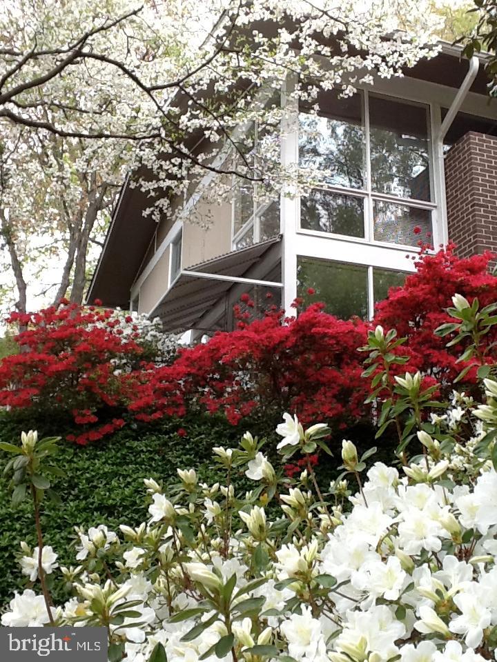 3917 Rickover Road Silver Spring, MD 20902 - Photo 3 of 54 Floor to ceiling windows take in nature