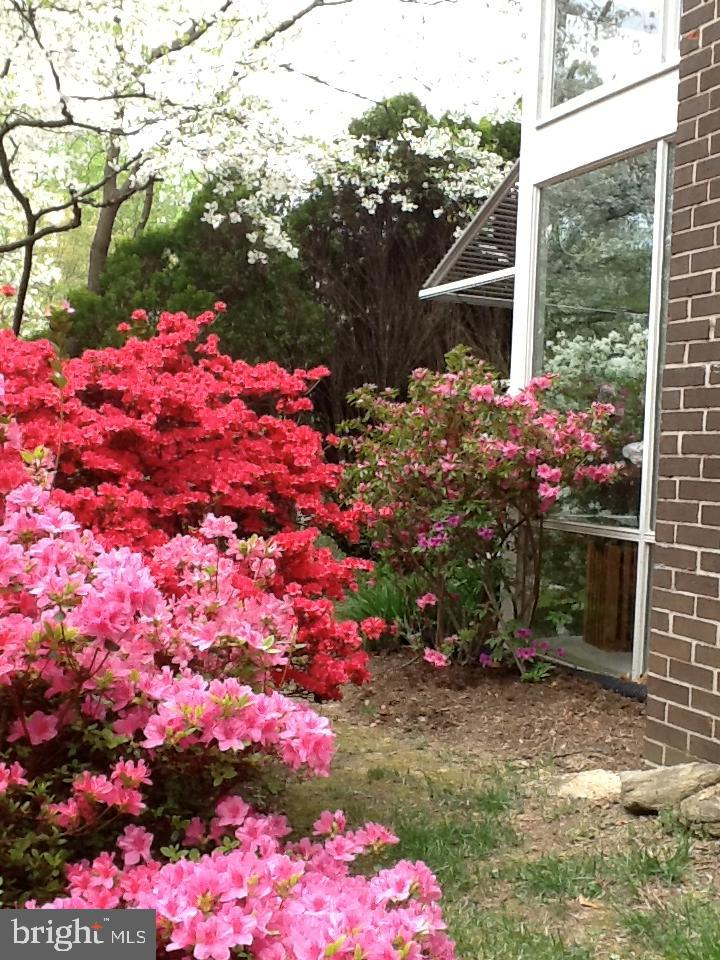 3917 Rickover Road Silver Spring, MD 20902 - Photo 5 of 54 Spring time