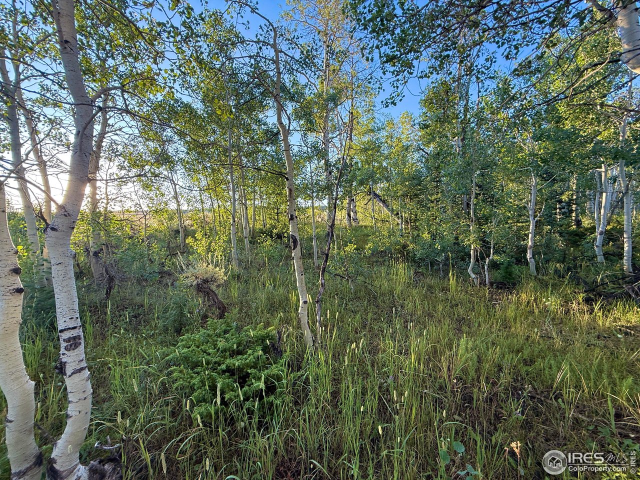 0 Dewclaw Road Livermore, CO 80536 - Photo 21 of 33 Gallery Image 21