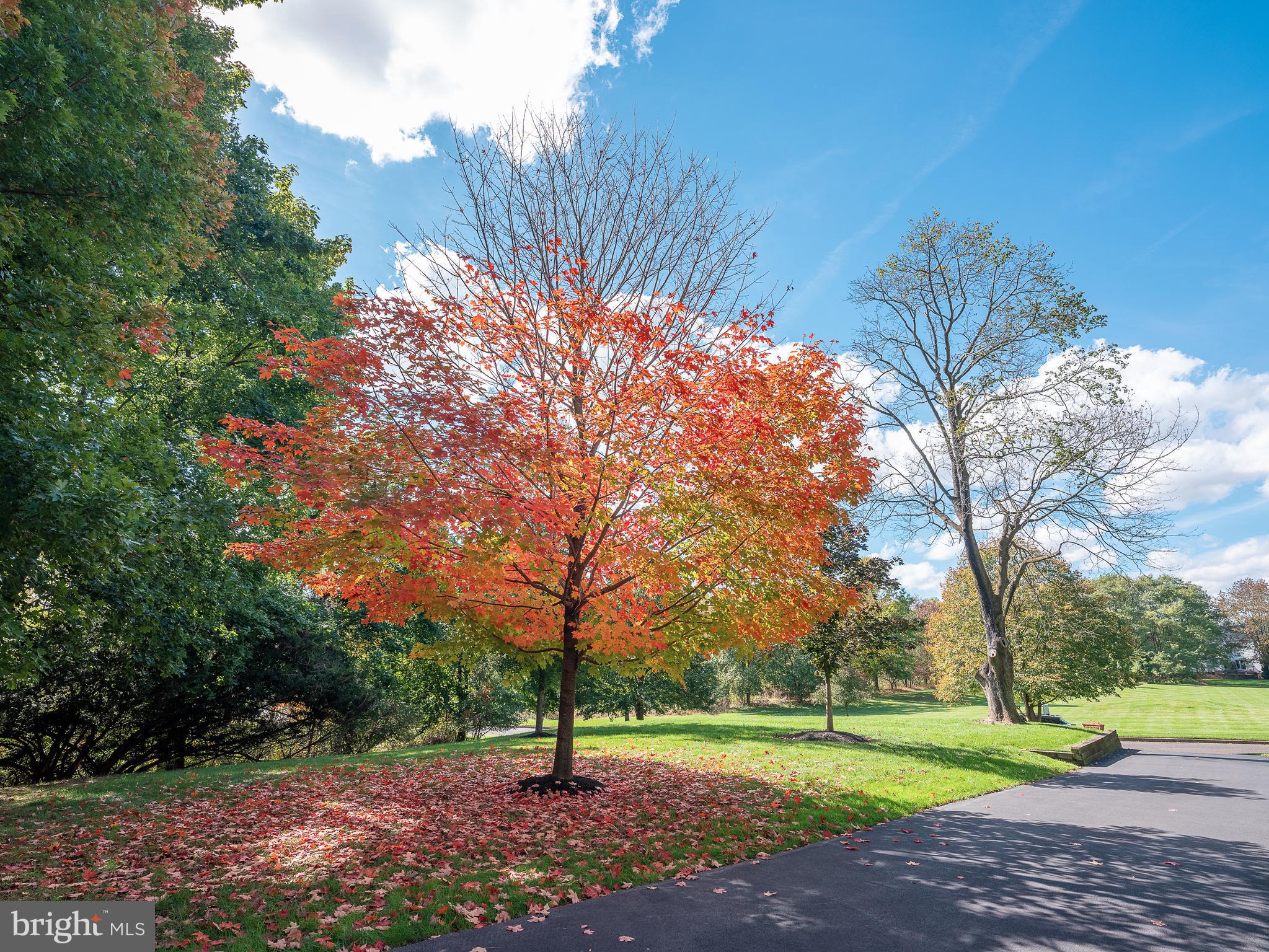 3 Belmont Way Holland, PA 18966 - Photo 71 of 82 Winding driveway to the homestead