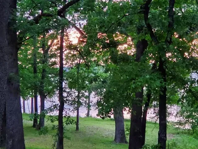 a view of a yard with an trees