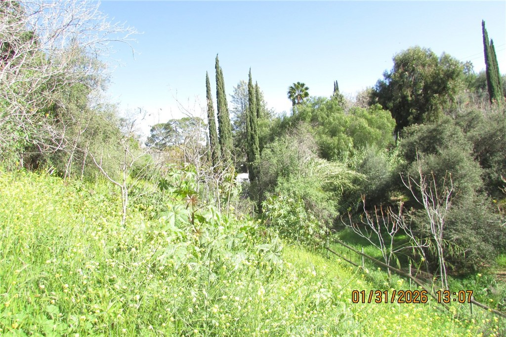 8001 Denivelle Road Sunland, CA 91040 - Photo 11 of 51 a view of a garden with a tree