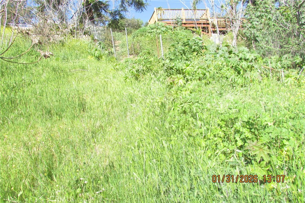 8001 Denivelle Road Sunland, CA 91040 - Photo 12 of 51 a close up of a lush green space