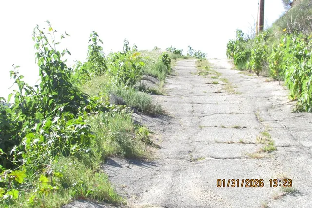 a view of a big yard with plants and large trees