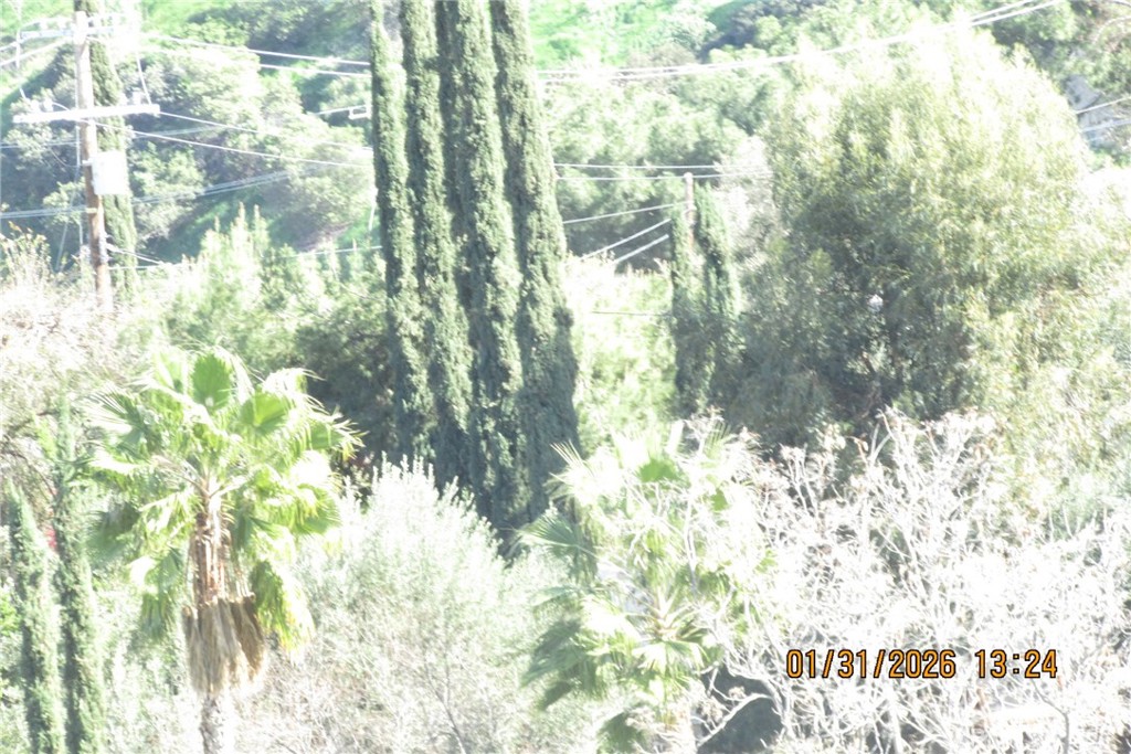 8001 Denivelle Road Sunland, CA 91040 - Photo 23 of 51 a picture of tree