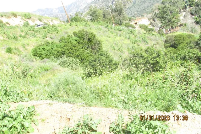a close up of a lush green field