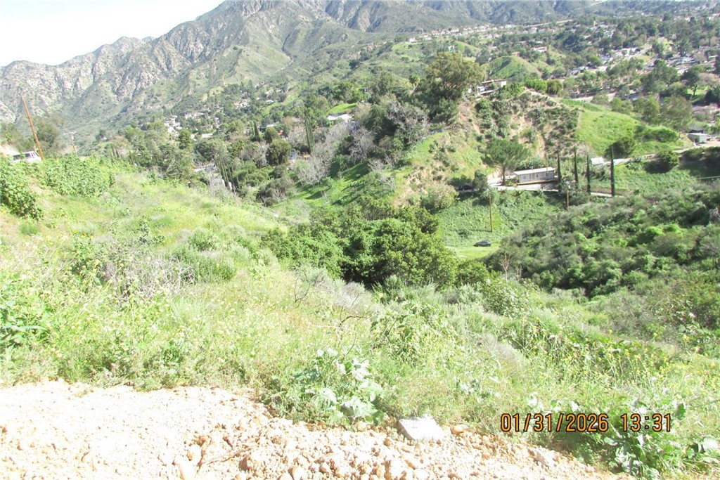 8001 Denivelle Road Sunland, CA 91040 - Photo 32 of 51 a close up of a plant in a field