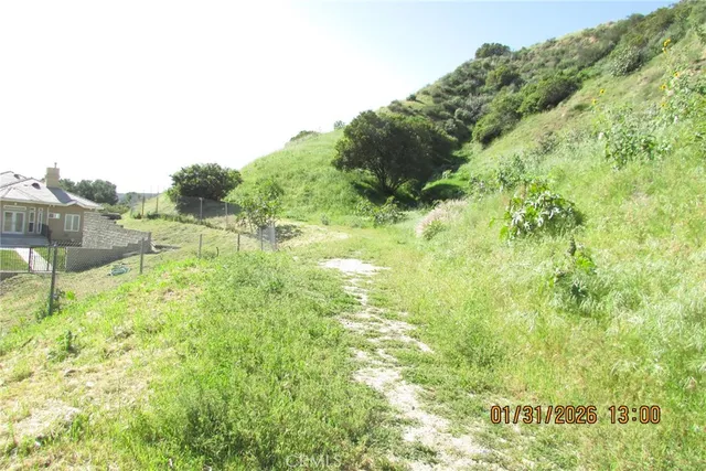 a view of a lush green forest with trees in the background