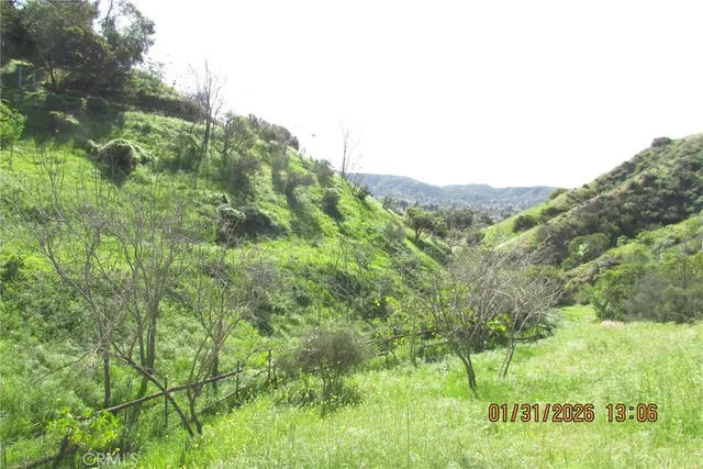 a view of a big yard with plants and large trees