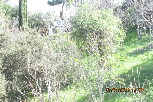 a close up of a plant