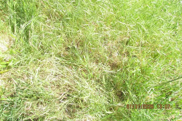 a view of a garden with a tree