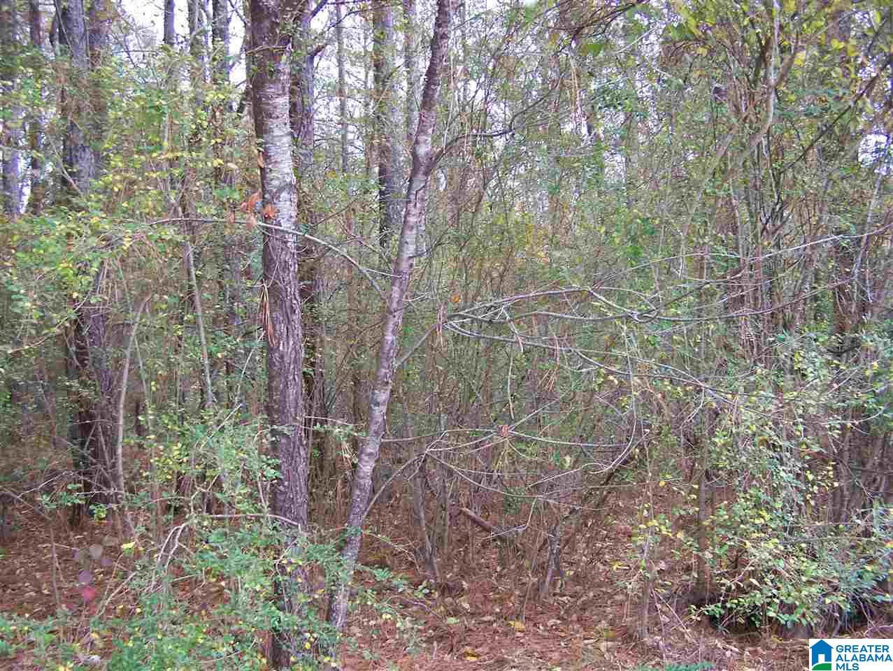 1 Cottaquilla Road Jacksonville, AL 36265 - Photo 6 of 8