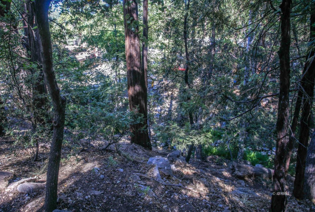 25575 Fern Valley Road Idyllwild, CA 92549 - Photo 54 of 77 a view of a forest with trees