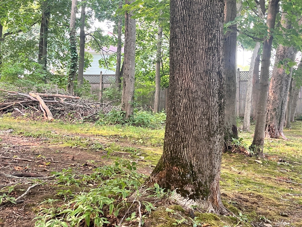 a view of a tree in the middle of a forest