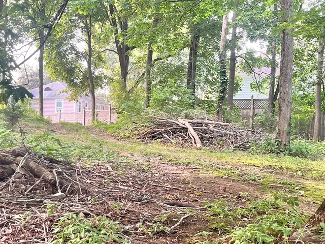 a view of a yard with plants and trees