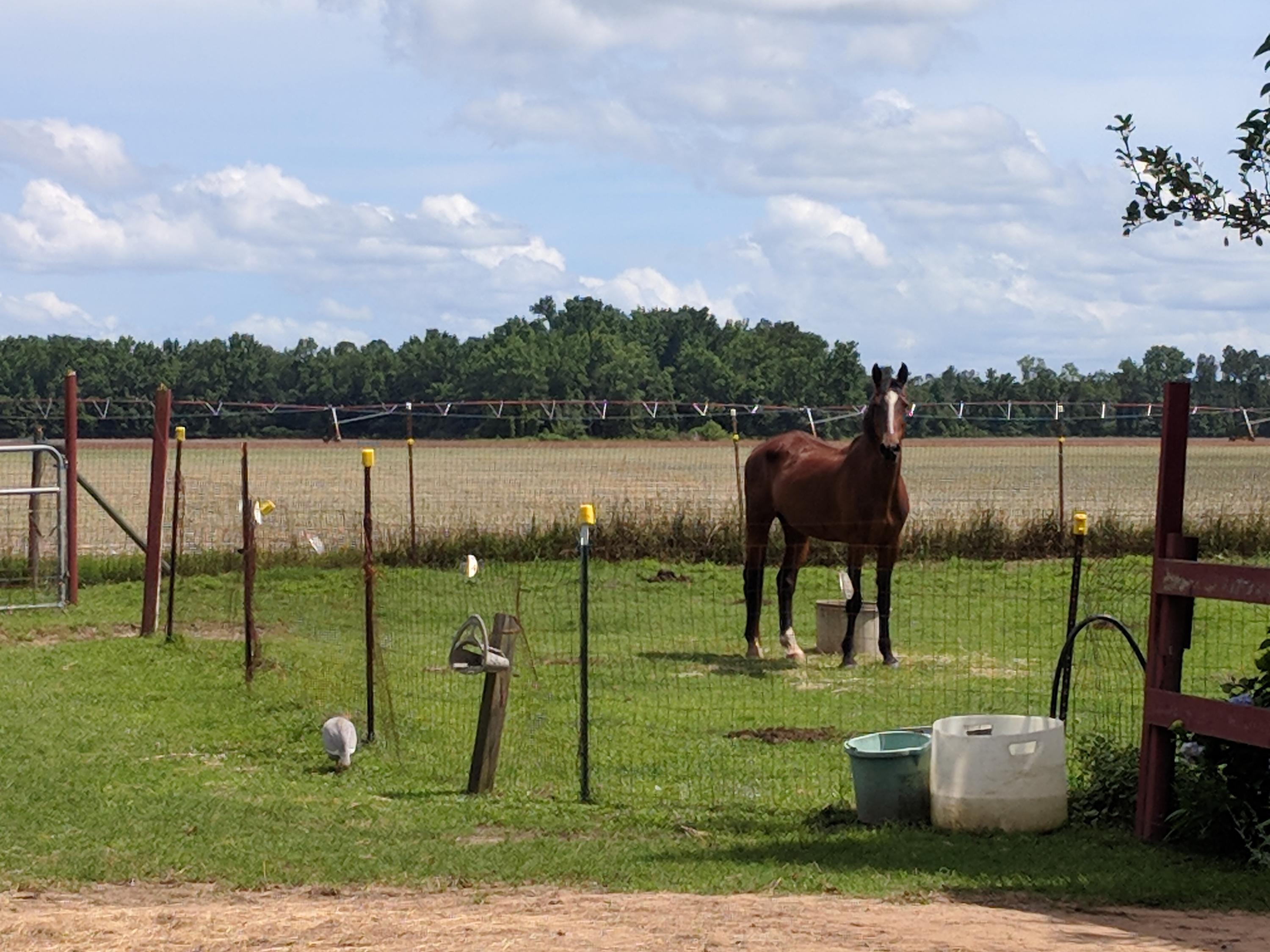 336 State Rd S-9-38 Elloree, SC 29047 - Photo 29 of 44 IMG_20180529_152257