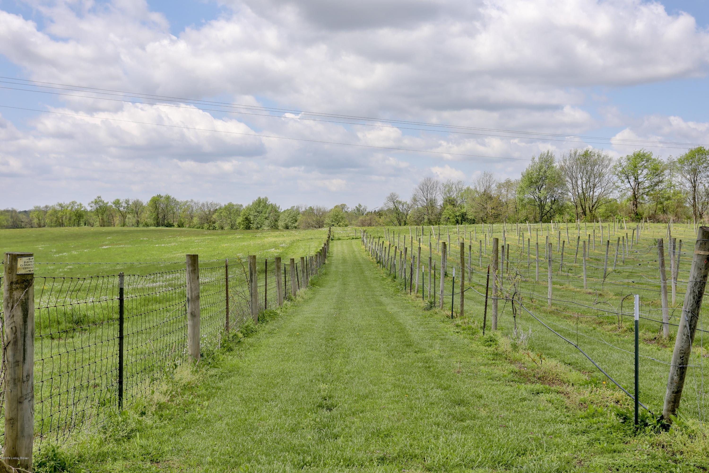3205 Springfield Road Bloomfield, KY 40008 - Photo 42 of 43 Vineyard land