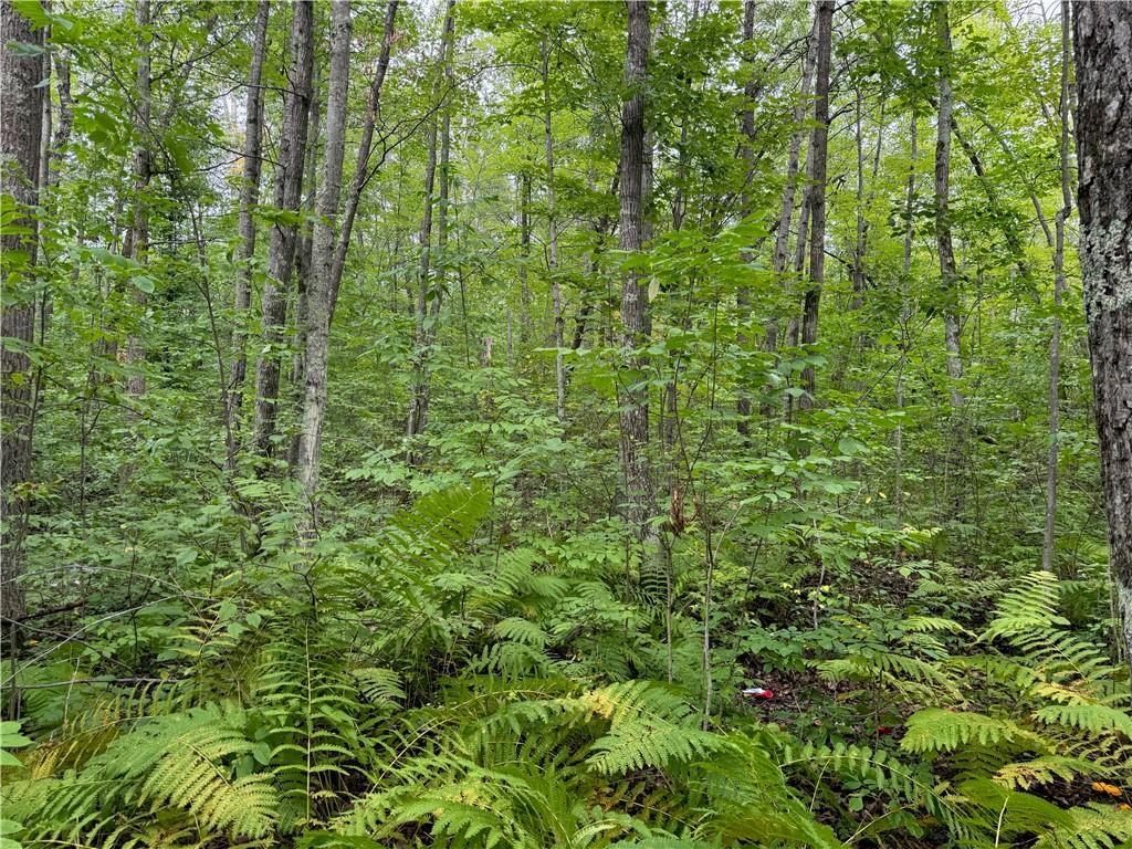 4.7-acres Gurno Lake Road Hayward, WI 54843 - Photo 12 of 25 View of local wilderness featuring a forest view