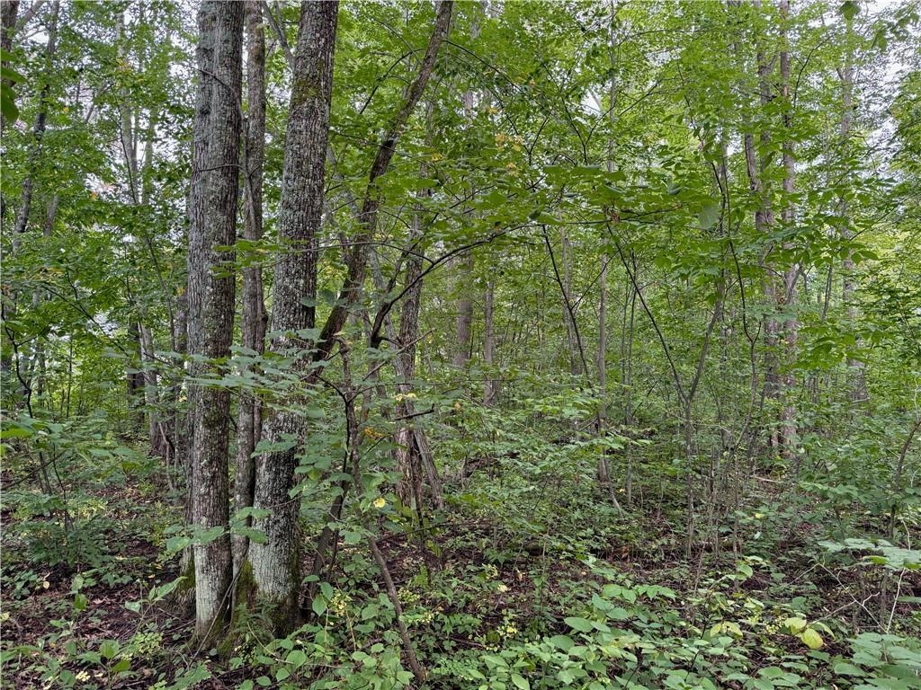 4.7-acres Gurno Lake Road Hayward, WI 54843 - Photo 15 of 25 View of local wilderness featuring a forest view