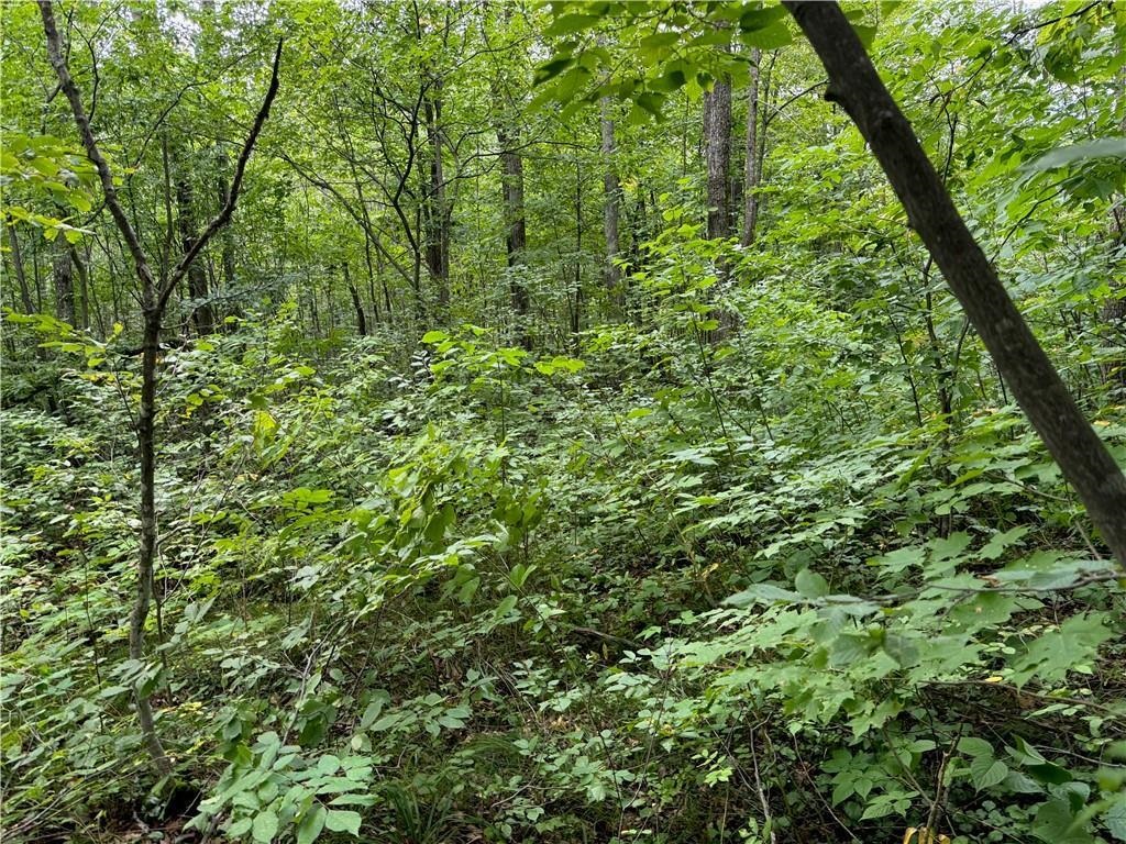 4.7-acres Gurno Lake Road Hayward, WI 54843 - Photo 20 of 25 View of nature featuring a forest view
