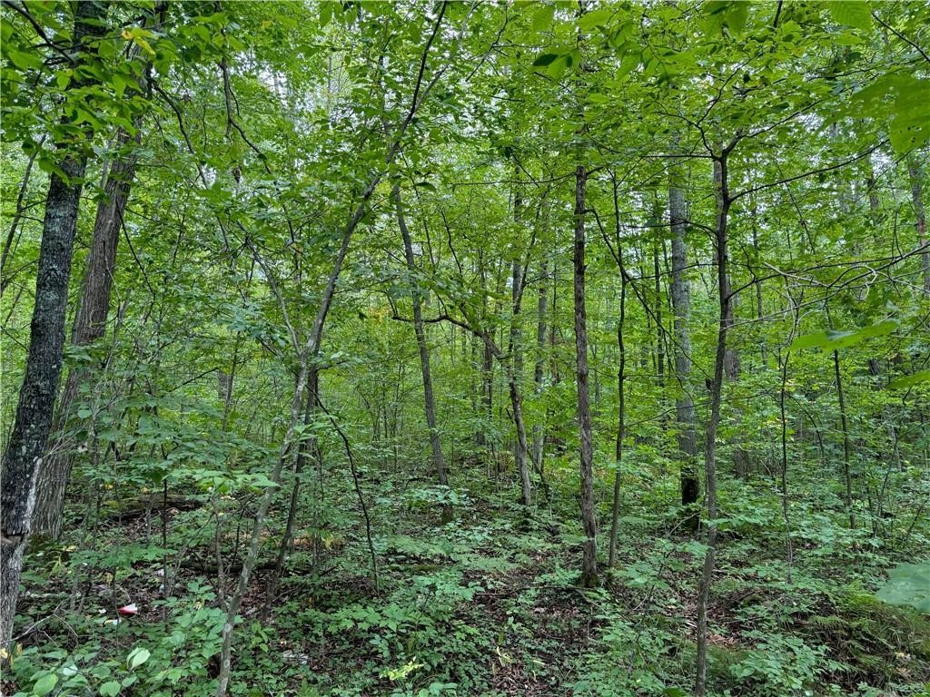 4.7-acres Gurno Lake Road Hayward, WI 54843 - Photo 22 of 25 View of local wilderness featuring a view of trees