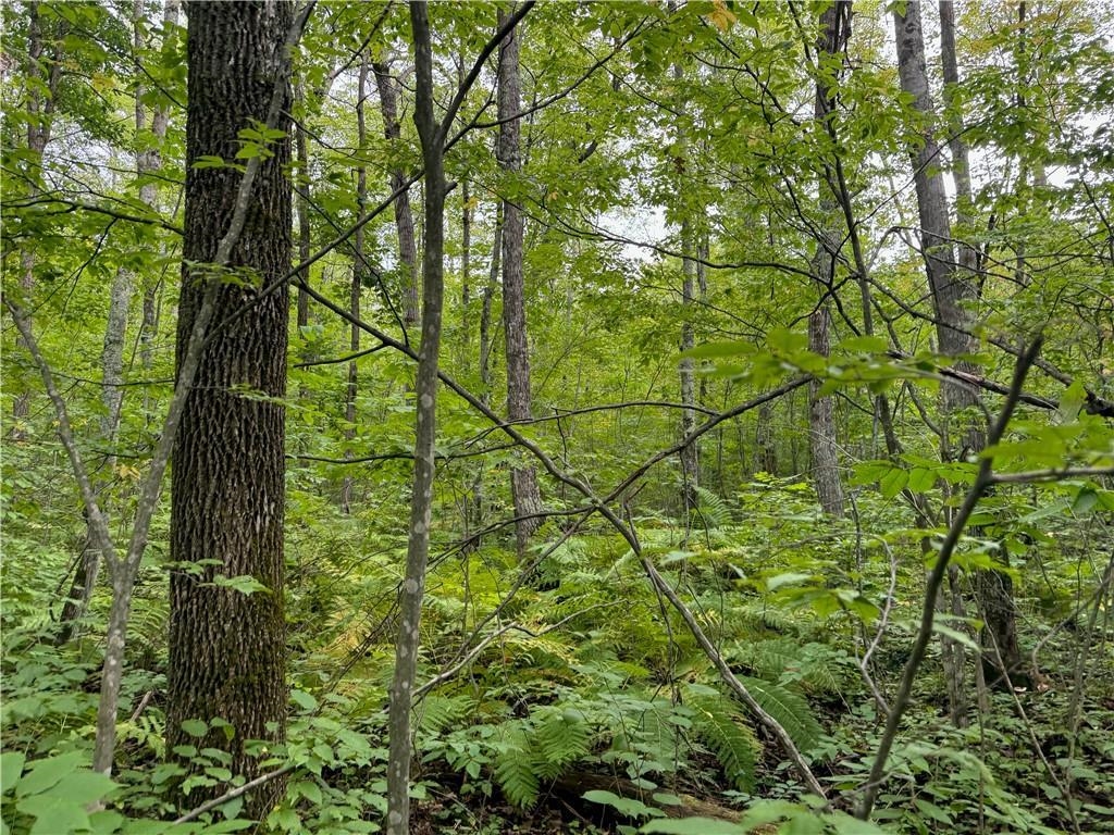 4.7-acres Gurno Lake Road Hayward, WI 54843 - Photo 23 of 25 View of nature featuring a view of trees
