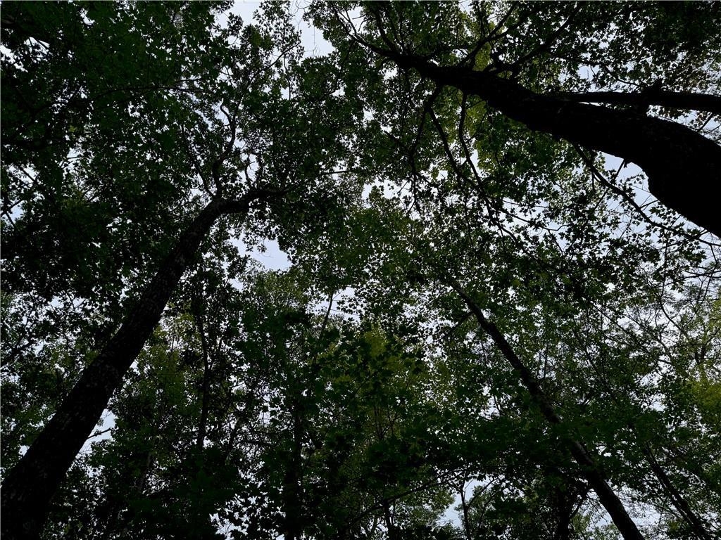 4.7-acres Gurno Lake Road Hayward, WI 54843 - Photo 24 of 25 View of landscape